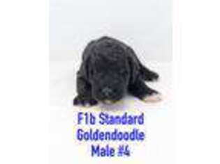 Goldendoodle Puppy for sale in Highland, IL, USA