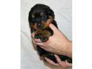 Rottweiler Puppy for sale in Knightstown, IN, USA