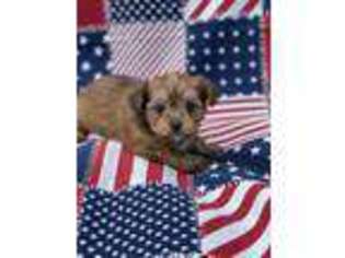 Yorkshire Terrier Puppy for sale in Beaverton, AL, USA