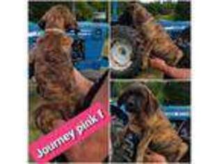 Mastiff Puppy for sale in Troy, NC, USA