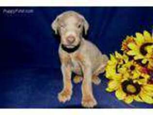 Doberman Pinscher Puppy for sale in Lewisburg, WV, USA