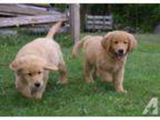 Labrador Retriever Puppy for sale in DEERING, NH, USA