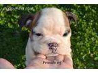 Bulldog Puppy for sale in Tryon, OK, USA