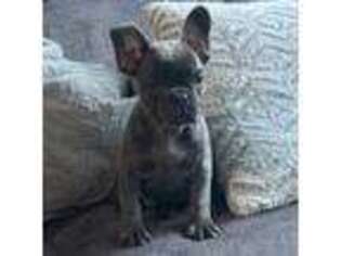 French Bulldog Puppy for sale in Inverness, FL, USA