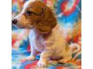 Dachshund Puppy for sale in Battle Ground, WA, USA