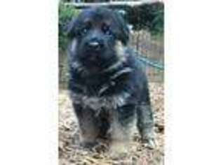 German Shepherd Dog Puppy for sale in Roswell, GA, USA