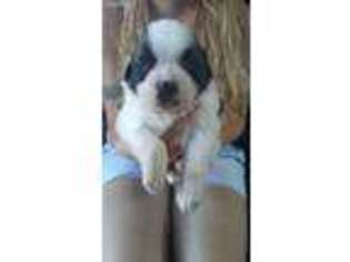 Saint Bernard Puppy for sale in Watertown, NY, USA