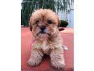 Shorkie Tzu Puppy for sale in Freehold, NJ, USA