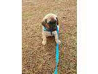 Mastiff Puppy for sale in Springville, AL, USA