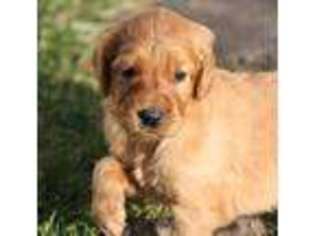 Golden Retriever Puppy for sale in MADISON, IN, USA