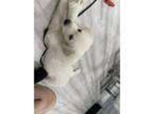 Mutt Puppy for sale in Deerfield Beach, FL, USA