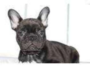 French Bulldog Puppy for sale in Massillon, OH, USA
