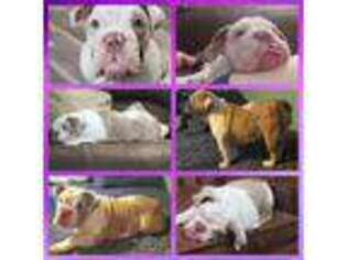 Bulldog Puppy for sale in Picture Rocks, PA, USA