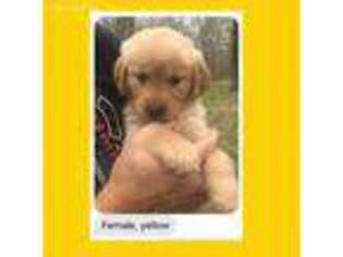 Golden Retriever Puppy for sale in Bates City, MO, USA