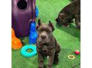 Cane Corso Puppy for sale in Goodlettsville, TN, USA