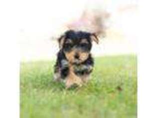 Yorkshire Terrier Puppy for sale in Warsaw, IN, USA