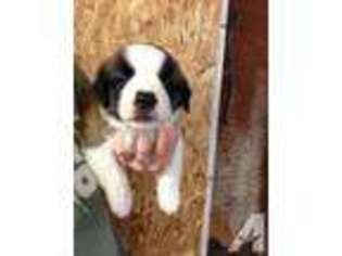 Saint Bernard Puppy for sale in FORT COLLINS, CO, USA