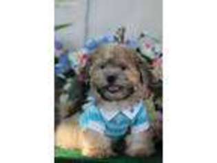 Mal-Shi Puppy for sale in Center Ridge, AR, USA