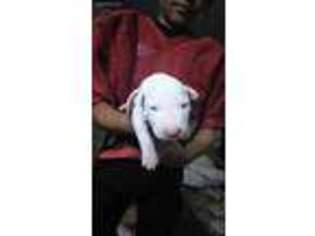 Bull Terrier Puppy for sale in Akron, OH, USA