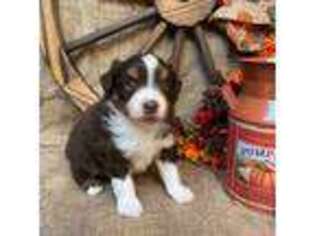 Miniature Australian Shepherd Puppy for sale in Kalama, WA, USA