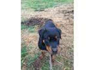 Rottweiler Puppy for sale in Sneedville, TN, USA