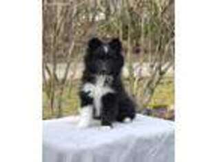 Shetland Sheepdog Puppy for sale in Drums, PA, USA