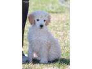 Goldendoodle Puppy for sale in Quapaw, OK, USA