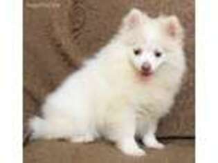 Pomeranian Puppy for sale in Sayreville, NJ, USA