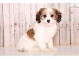 Cavachon Puppy for sale in Columbus, OH, USA