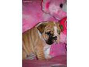 Bulldog Puppy for sale in Calhoun, GA, USA