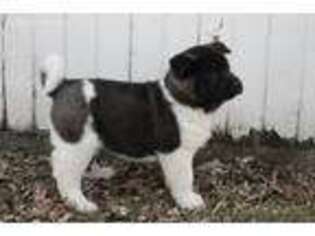 Akita Puppy for sale in Arcadia, IA, USA