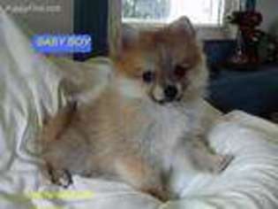 Pomeranian Puppy for sale in Hanover, VA, USA
