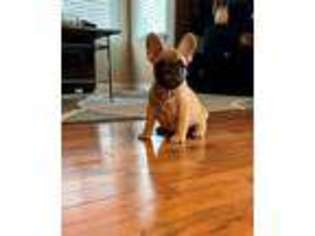 French Bulldog Puppy for sale in Erie, CO, USA