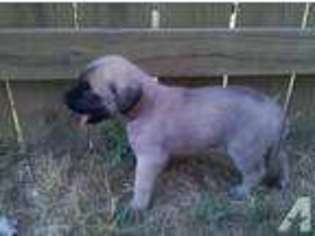 Mastiff Puppy for sale in GREENWOOD, IN, USA