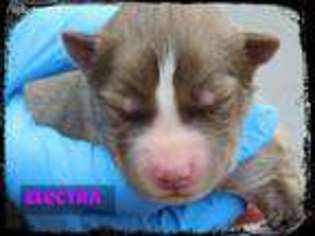 Siberian Husky Puppy for sale in Tremont, MS, USA
