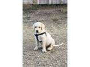 Labrador Retriever Puppy for sale in Edgewood, NM, USA