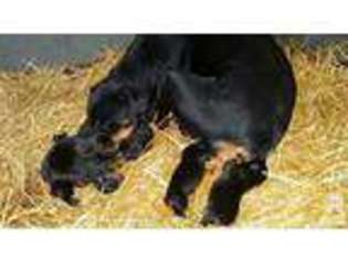 Rottweiler Puppy for sale in MANKATO, KS, USA