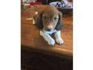 Dachshund Puppy for sale in Nashville, TN, USA