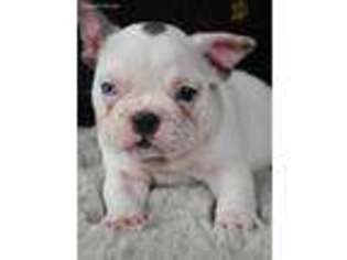 French Bulldog Puppy for sale in Picture Rocks, PA, USA