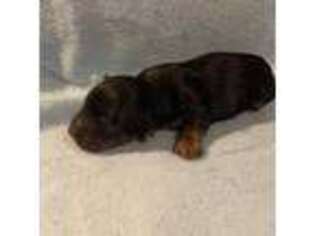 Yorkshire Terrier Puppy for sale in Scranton, PA, USA