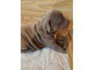 American Staffordshire Terrier Puppy for sale in Sacramento, CA, USA