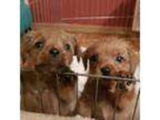 Norfolk Terrier Puppy for sale in San Francisco, CA, USA