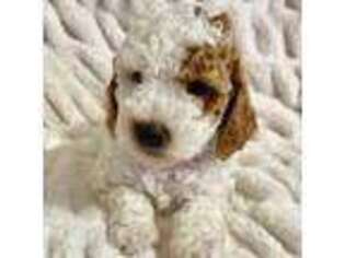 Goldendoodle Puppy for sale in Hernando, FL, USA