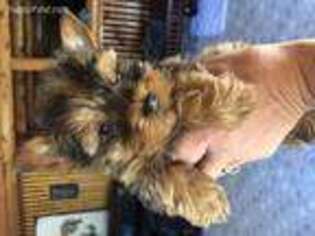Yorkshire Terrier Puppy for sale in Longville, LA, USA