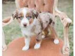 Australian Shepherd Puppy for sale in Marthasville, MO, USA