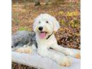 Old English Sheepdog Puppy for sale in Cleveland, TN, USA