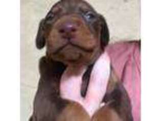 Doberman Pinscher Puppy for sale in Atoka, OK, USA