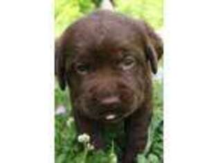 Labrador Retriever Puppy for sale in Macon, MS, USA