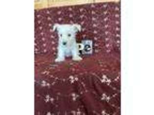 West Highland White Terrier Puppy for sale in Dundee, NY, USA