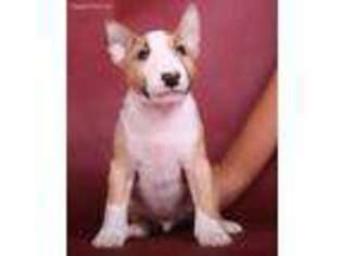 Bull Terrier Puppy for sale in Minneapolis, MN, USA